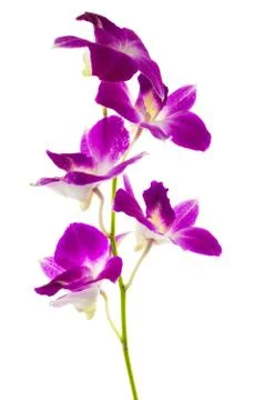 Orchid 库存照片