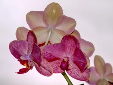 Orchid Stock Photos