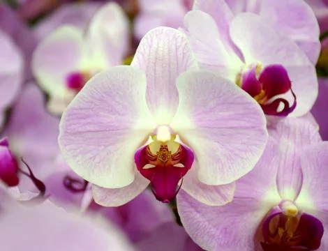 Orchid Stock Photos