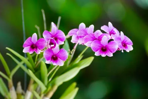 Orchid Stock Photos