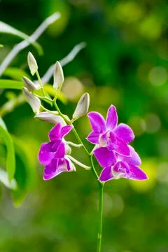 Orchid Stock Photos