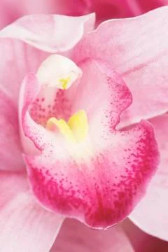 Orchid Stock Photos