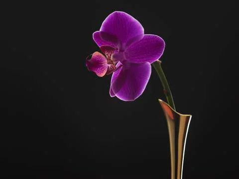 Orchid Stock Photos