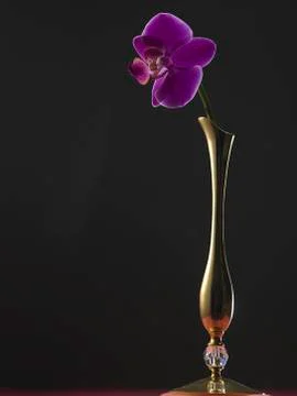 Orchid Stock Photos