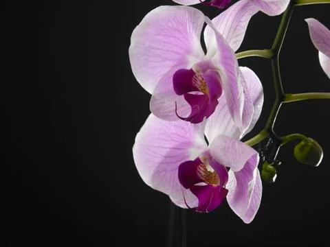Orchid Stock Photos