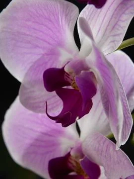 Orchid Stock Photos