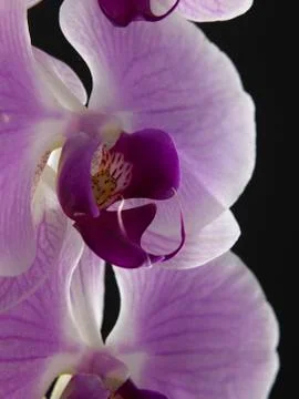 Orchid Stock Photos