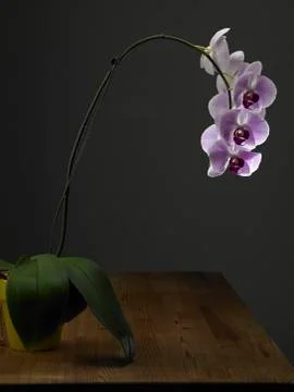 Orchid 스톡 사진