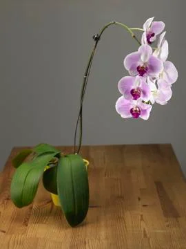 Orchid Stock Photos