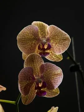 Orchid Stock Photos