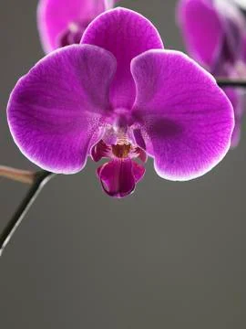 Orchid 스톡 사진