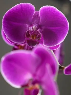 Orchid Stock Photos