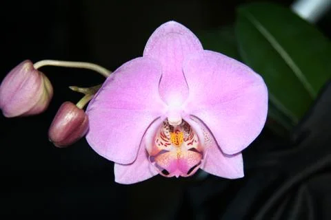 Orchid Stock Photos