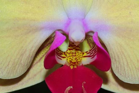 An Orchid Stock Photos