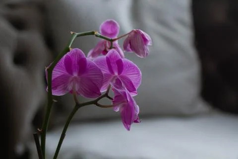 Orchid Foto stock
