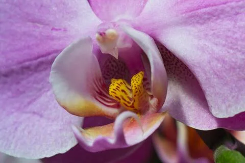 Orchid Foto stock