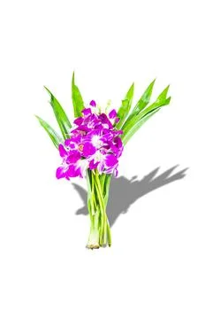 Orchid. Stock Photos