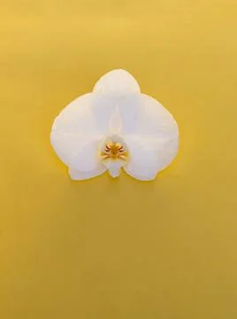 Orchid Stock Photos