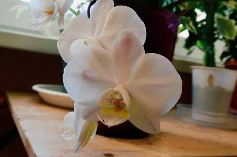 Orchid Stock Photos