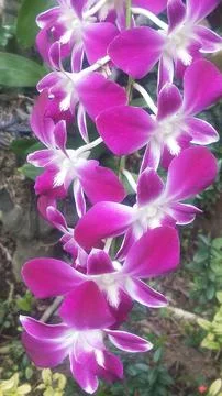 Orchid Fotos de archivo