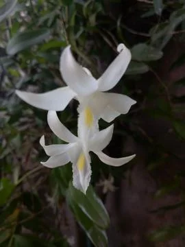 Orchid Photos