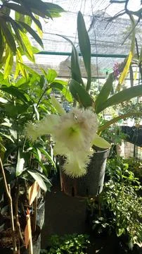 Orchid Photos