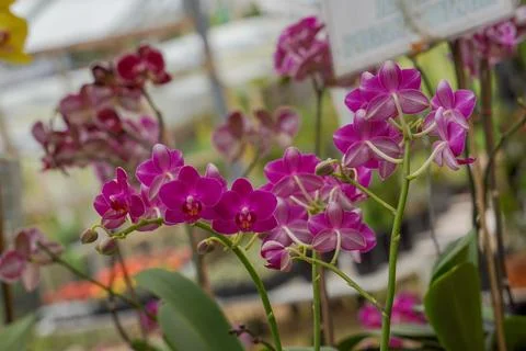 Orchid Stock Photos