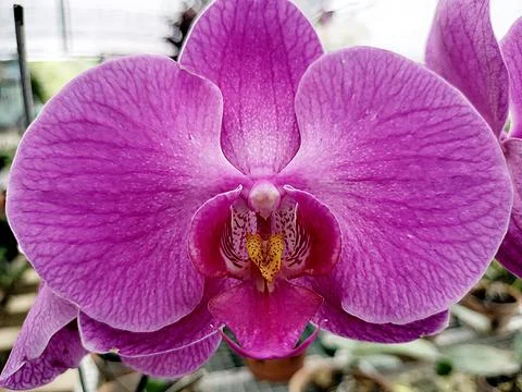 Orchid Stock Photos