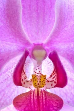 Orchid Stock Photos