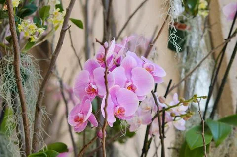 Orchid Stock Photos