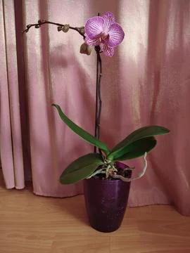 Orchid Stock Photos
