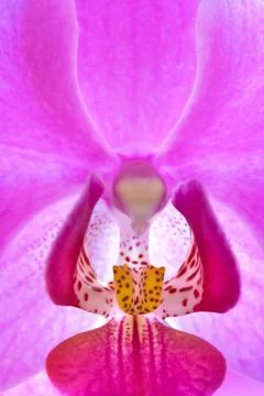 Orchid Stock Photos