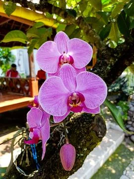 Orchid 库存照片