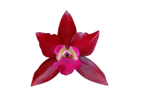 Orchid Stock Photos