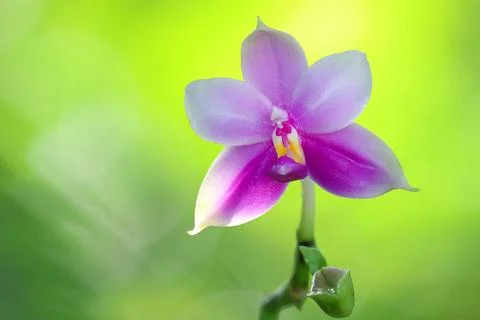 Orchid Stock Photos