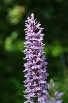 Orchid 스톡 사진