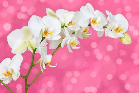 Orchid on the pink background Stock Photos