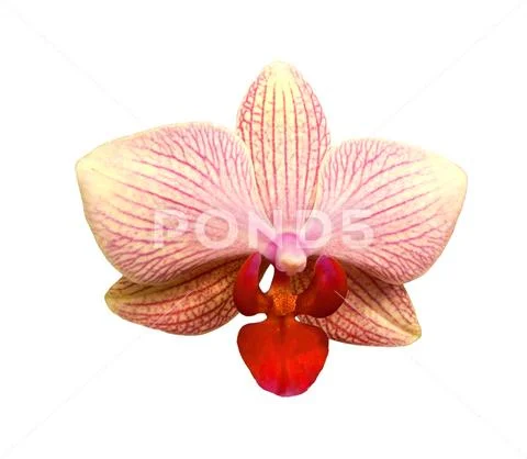 Orchid Pink Isolated PSD Template