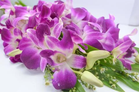 Orchid, pink, Stock Photos