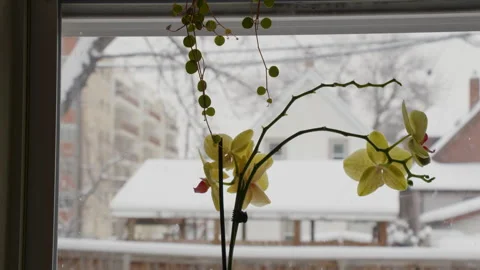Orchid plant by snow window in winter Stock Footage 295919322