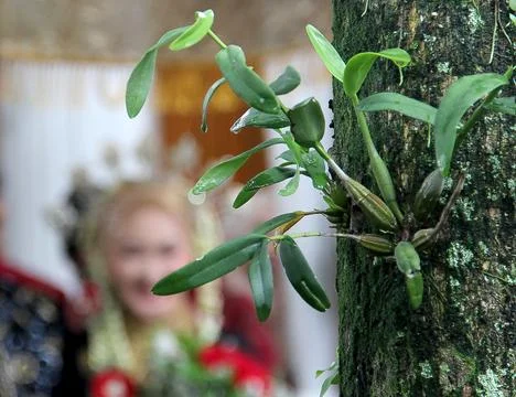 Orchid plants Stock Photos