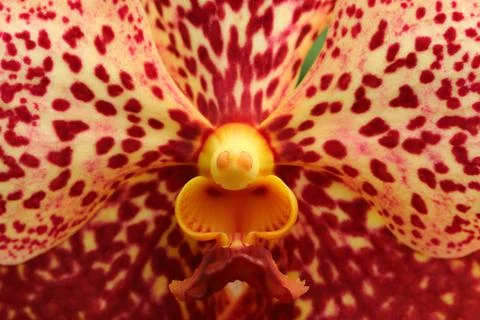 Orchid pollen for pattern and background Stock Photos