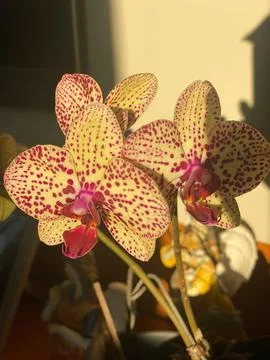 Orchid in a pot Stock Photos