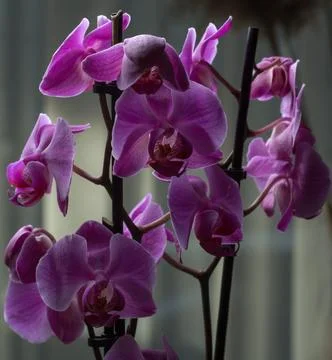 Orchid pot Foto stock