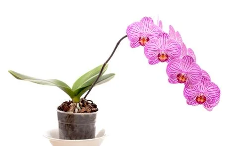 Orchid in a pot on a white background Stock Photos
