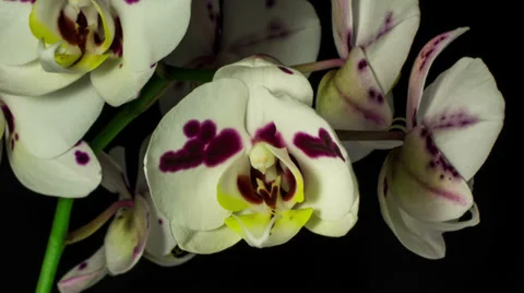 Orchid purple spots E Stock Footage 32972571