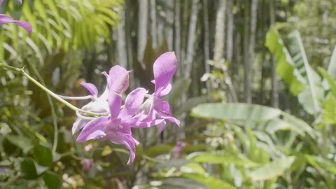 Orchid Rack Focus Stock Footage 123241487