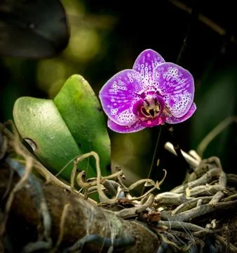 Orchid in a Rainforest Foto stock