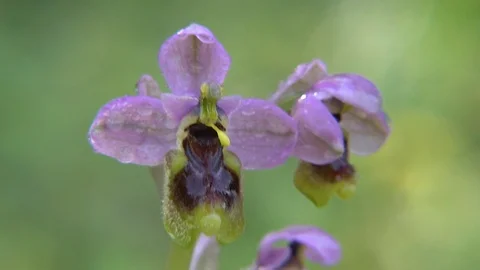 Orchid raining Stock Footage 112350697