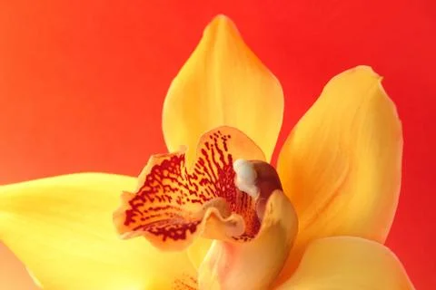 Orchid on red Stock Photos